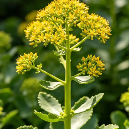 Aizoon Stonecrop Seeds - Verdseeds
