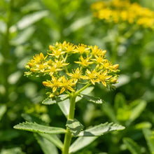 Aizoon Stonecrop Seeds - Verdseeds