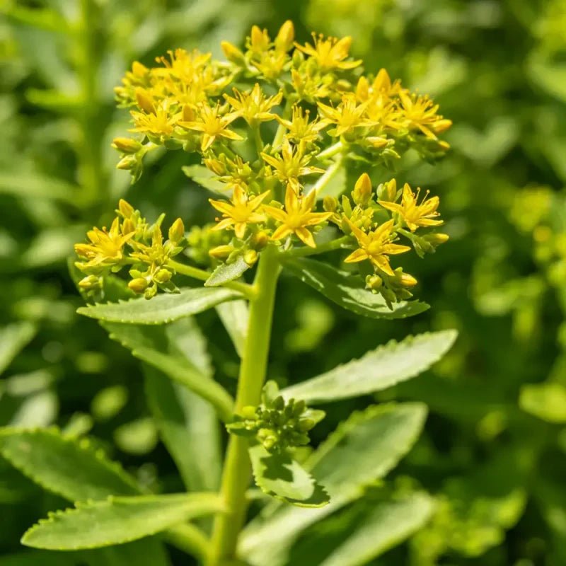 Aizoon Stonecrop Seeds - Verdseeds