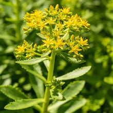 Aizoon Stonecrop Seeds - Verdseeds