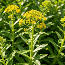 Aizoon Stonecrop Seeds - Verdseeds
