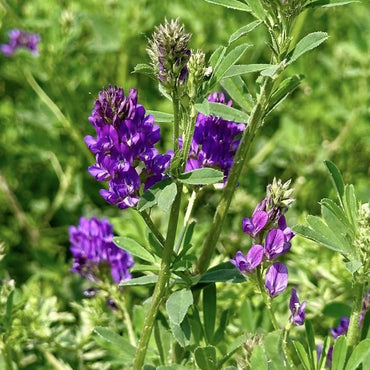Alfalfa Seeds - Verdseeds