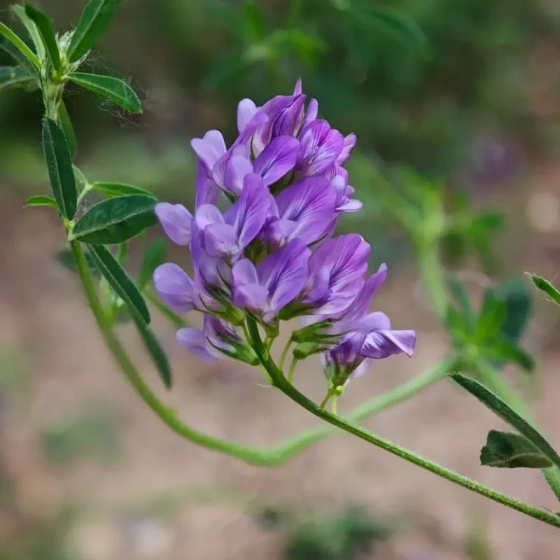 Alfalfa Seeds - Verdseeds