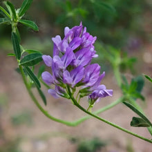 Alfalfa Seeds - Verdseeds