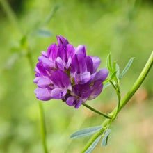 Alfalfa Seeds - Verdseeds