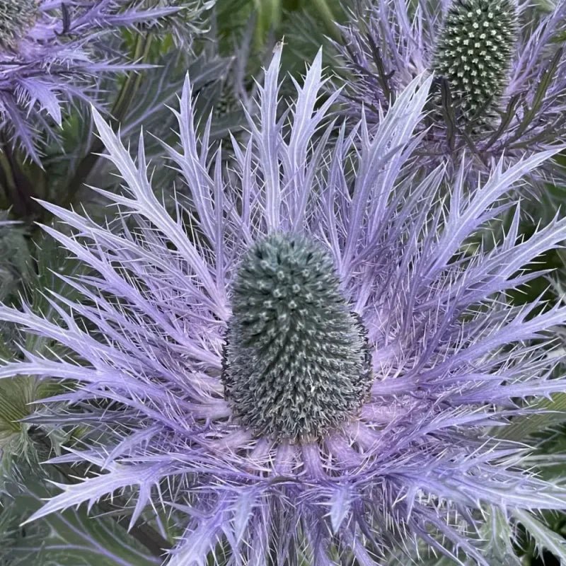 Alpine Sea Holly Seeds - Verdseeds
