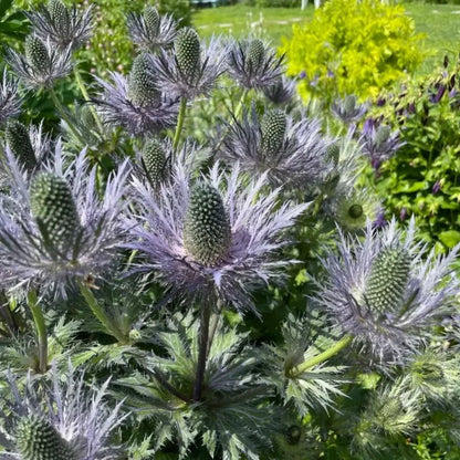 Alpine Sea Holly Seeds - Verdseeds