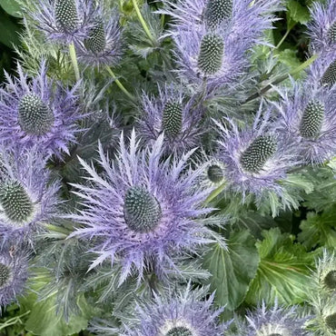 Alpine Sea Holly Seeds - Verdseeds