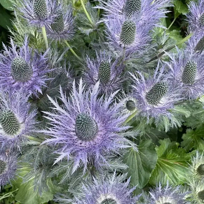 Alpine Sea Holly Seeds - Verdseeds