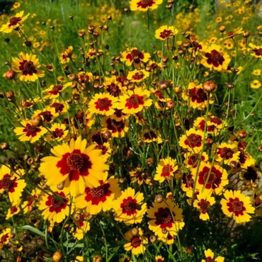 Alpine Snow Chrysanthemum Seeds - Verdseeds