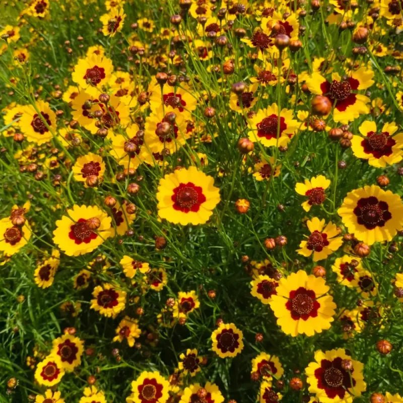 Alpine Snow Chrysanthemum Seeds - Verdseeds