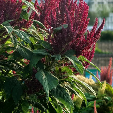 American Grain Amaranth Seeds - Verdseeds
