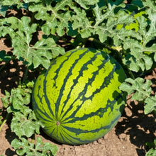 American Heavy Cropping King Watermelon Seeds - Verdseeds