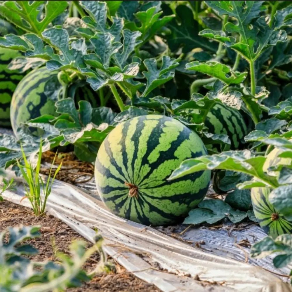 American Heavy Cropping King Watermelon Seeds - Verdseeds