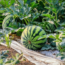 American Heavy Cropping King Watermelon Seeds - Verdseeds