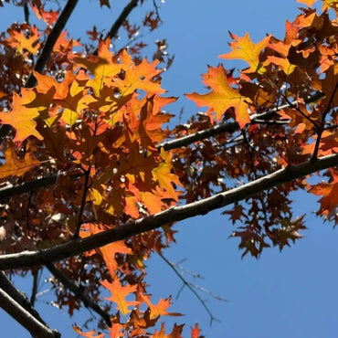 American Northern Red Oak Seeds - Verdseeds