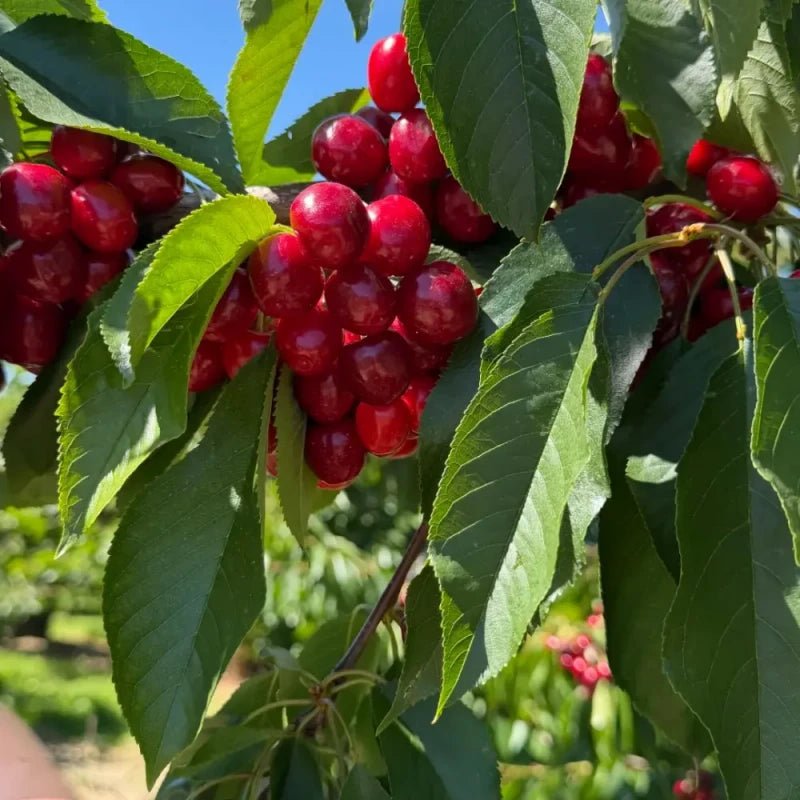 American Sweet Cherry Seeds - Verdseeds