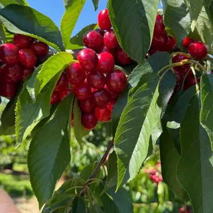 American Sweet Cherry Seeds - Verdseeds