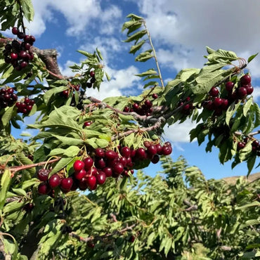 American Sweet Cherry Seeds - Verdseeds