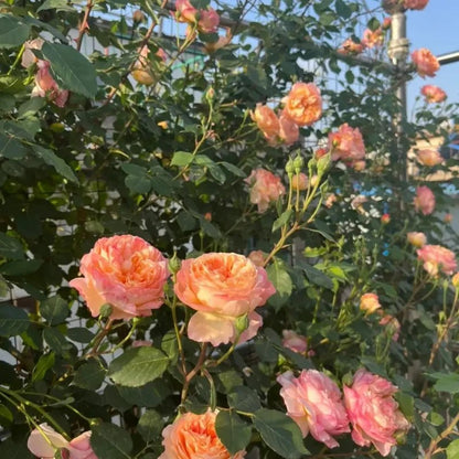 Andre Garden Rose Seeds - Verdseeds