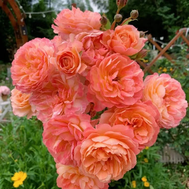 Andre Garden Rose Seeds - Verdseeds