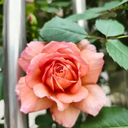 Andre Garden Rose Seeds - Verdseeds