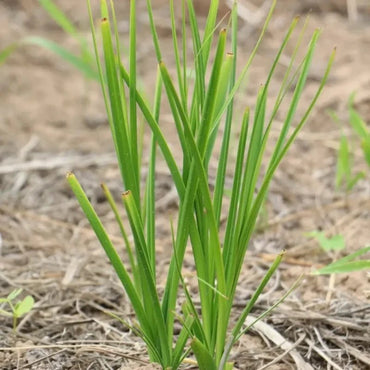 Anemarrhena Seeds - Verdseeds