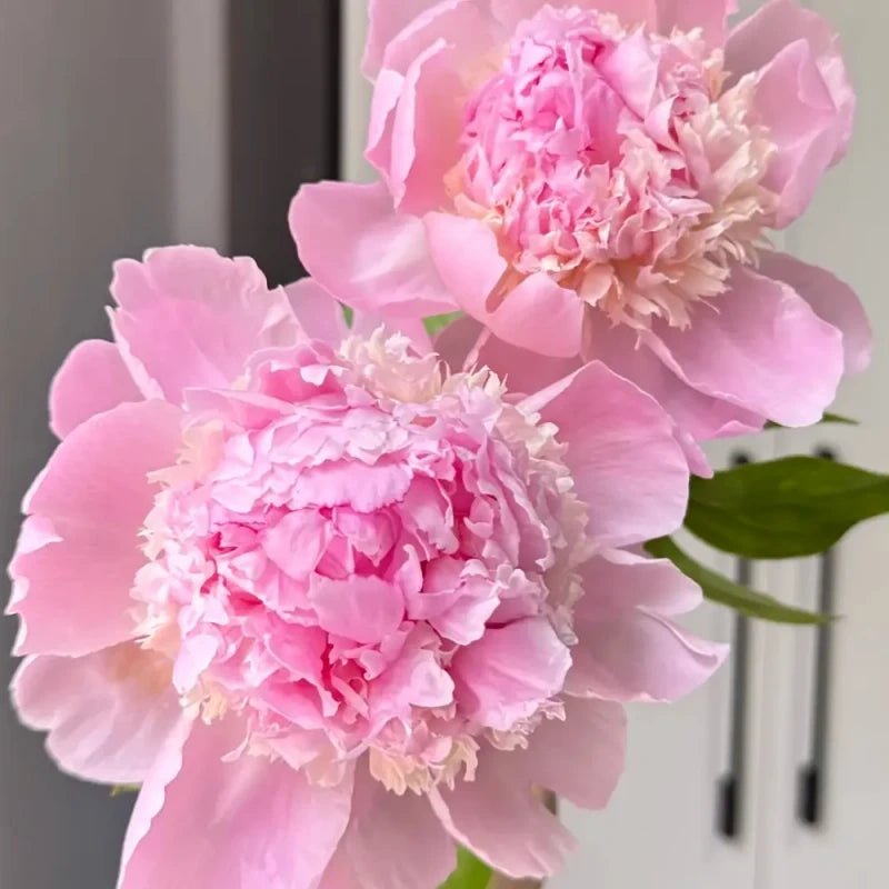 Angel Cheeks Peony Seeds - Verdseeds