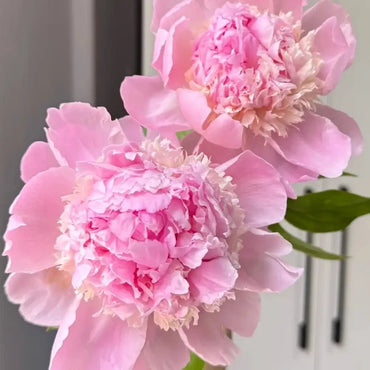 Angel Cheeks Peony Seeds - Verdseeds