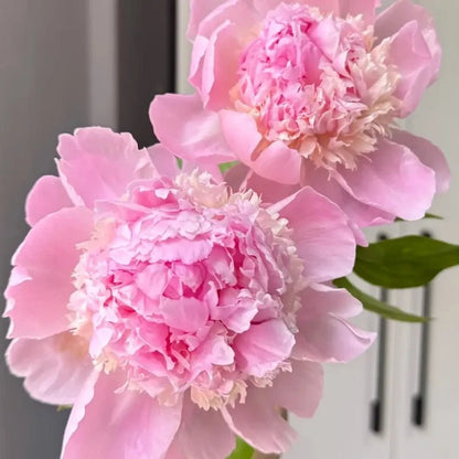 Angel Cheeks Peony Seeds - Verdseeds