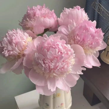Angel Cheeks Peony Seeds - Verdseeds