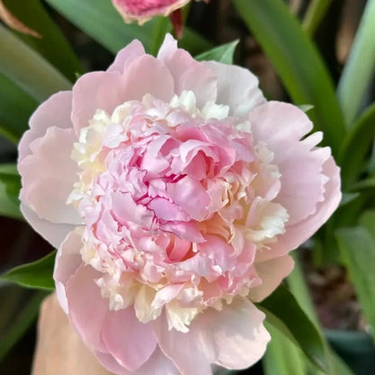 Angel Cheeks Peony Seeds - Verdseeds