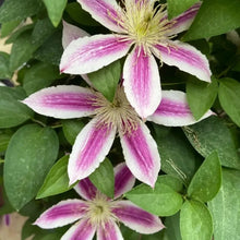 Angela Clematis Seeds - Verdseeds