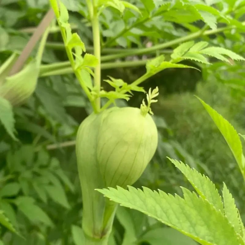 Angelica Dahurica Seeds - Verdseeds