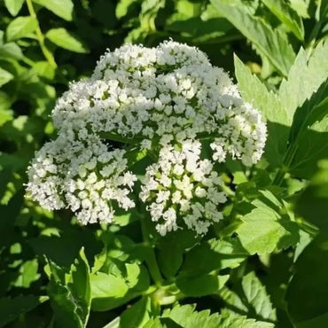 Angelica Dahurica Seeds - Verdseeds