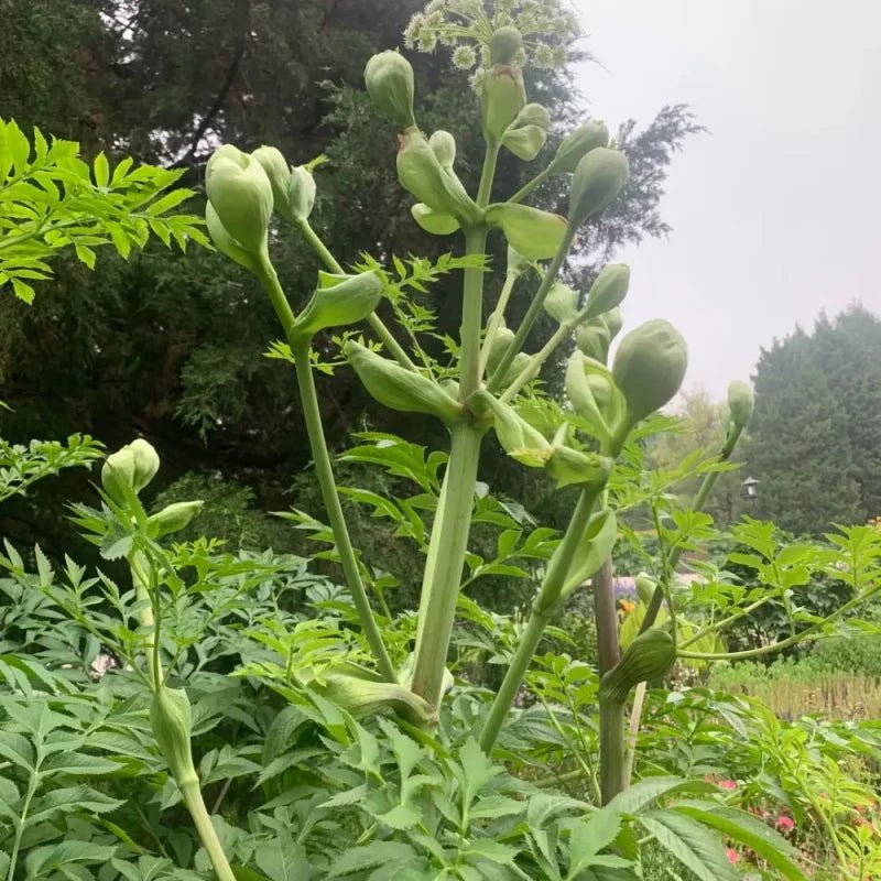 Angelica Dahurica Seeds - Verdseeds