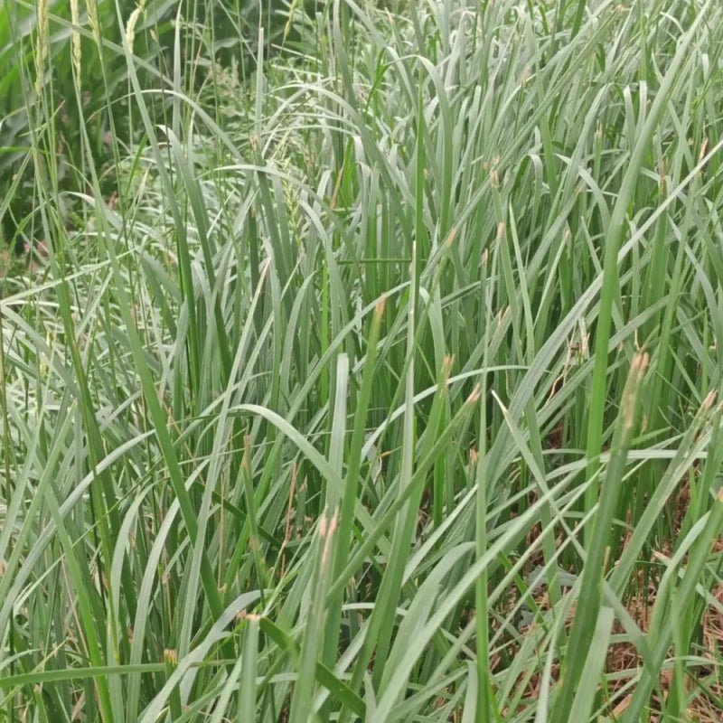 Annual Ryegrass Seeds - Verdseeds
