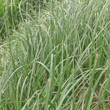 Annual Ryegrass Seeds - Verdseeds