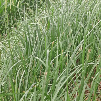 Annual Ryegrass Seeds - Verdseeds