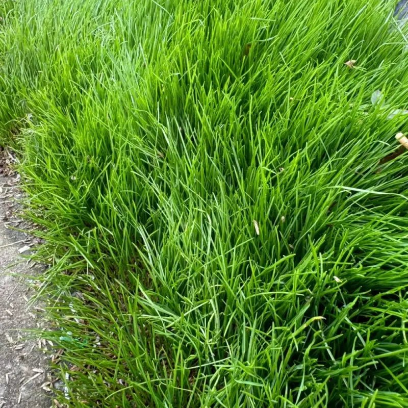 Annual Ryegrass Seeds - Verdseeds