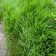 Annual Ryegrass Seeds - Verdseeds