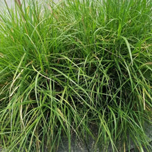 Annual Ryegrass Seeds - Verdseeds