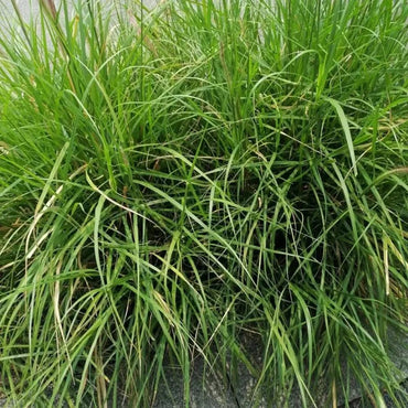 Annual Ryegrass Seeds - Verdseeds