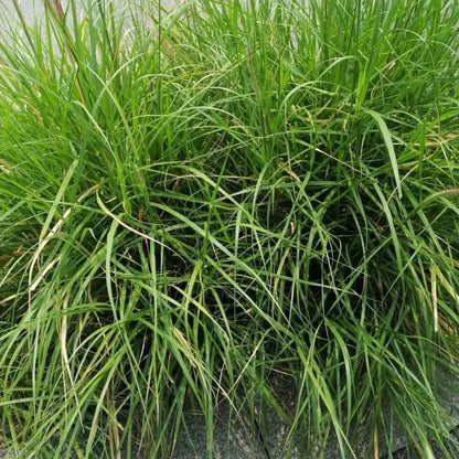 Annual Ryegrass Seeds - Verdseeds
