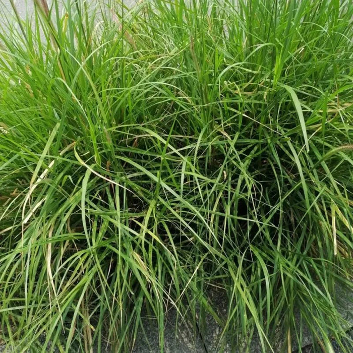 Annual Ryegrass Seeds - Verdseeds