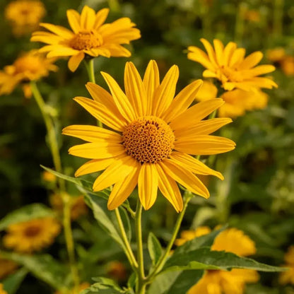 Annual Sneezeweed Seeds - Verdseeds