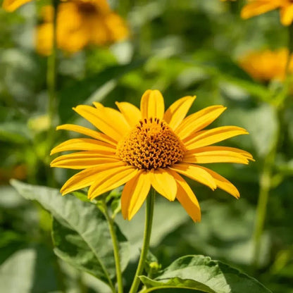 Annual Sneezeweed Seeds - Verdseeds