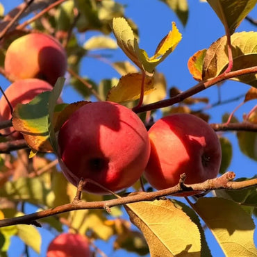 Apple Seeds - Verdseeds
