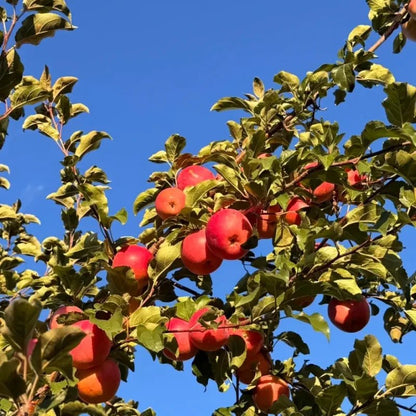 Apple Seeds - Verdseeds