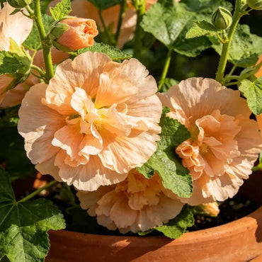 Apricot Dwarf Hollyhock Seeds - Verdseeds